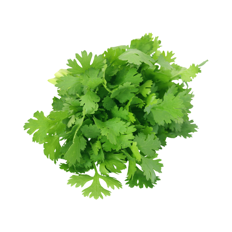 Coriander Leaves